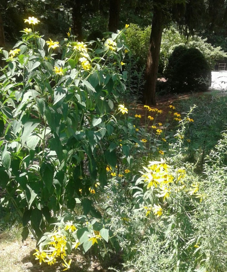 Planting Seeds of Learning Wittenberg University